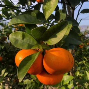 Ponkan Mandarin Tangerine Tree - 3 Feet Tall - Live Mandarin Orange Plant - Outdoor