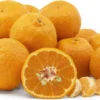 Ponkan Mandarin Tangerine Tree - Fruiting Size - 4x12 Inch Pot - No Ship Tx, Fl, Az, Ca, La, Hi