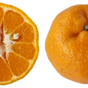 Ponkan Mandarin Tangerine Tree - Fruiting Size - 4x12 Inch Pot - No Ship Tx, Fl, Az, Ca, La, Hi