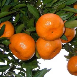 Ponkan Mandarin Tangerine Tree - Fruiting Size - 4x12 Inch Pot - No Ship Tx, Fl, Az, Ca, La, Hi