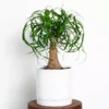 Ponytail Palm Live Plant + FREE Plant Food - 15" Height - Houseplant