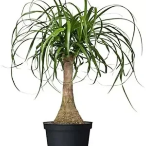 Ponytail Palm Live Plant + FREE Plant Food - 15" Height - Houseplant