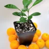 Pot of 2 calamondin trees-Calamondin Citrus Fruit Tree- Calamondin Orange 3-5 inches tall.