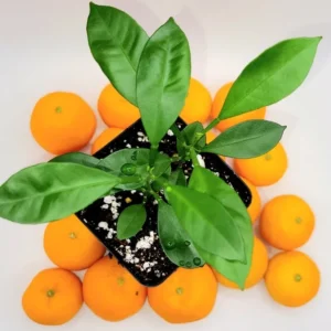 Pot of 2 calamondin trees-Calamondin Citrus Fruit Tree- Calamondin Orange 3-5 inches tall.
