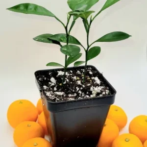 Pot of 2 calamondin trees-Calamondin Citrus Fruit Tree- Calamondin Orange 3-5 inches tall.