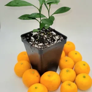 Pot of 2 calamondin trees-Calamondin Citrus Fruit Tree- Calamondin Orange 3-5 inches tall.
