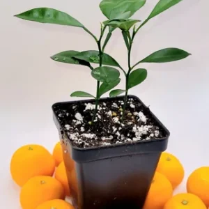 Pot of 2 calamondin trees-Calamondin Citrus Fruit Tree- Calamondin Orange 3-5 inches tall.
