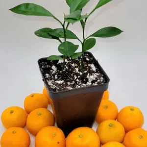Pot of 2 calamondin trees-Calamondin Citrus Fruit Tree- Calamondin Orange 3-5 inches tall.