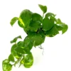 Pothos Golden Easy Air Purifying Houseplant 4" Pot Beginner Friendly
