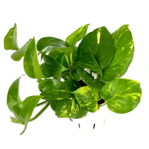 Pothos Golden Easy Air Purifying Houseplant 4" Pot Beginner Friendly