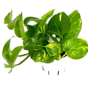 Pothos Golden Easy Air Purifying Houseplant 4