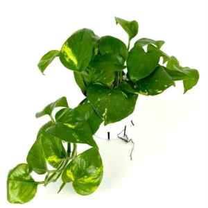 Pothos Golden Easy Air Purifying Houseplant 4