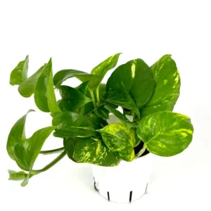 Pothos Golden Easy Air Purifying Houseplant 4