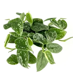 Pothos Silver Splash Air Purifying Houseplant - 4" Pot - Easy Care