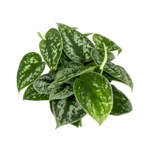 Pothos Silver Splash Air Purifying Houseplant - 4