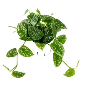 Pothos Silver Splash Air Purifying Houseplant - 4