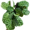 Prayer Plant Burle Marxii - 4 Inch Calathea - Easy Care Houseplant