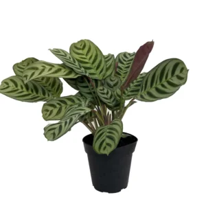 Prayer Plant Burle Marxii - 4 Inch Calathea - Easy Care Houseplant