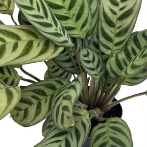 Prayer Plant Burle Marxii - 4 Inch Calathea - Easy Care Houseplant