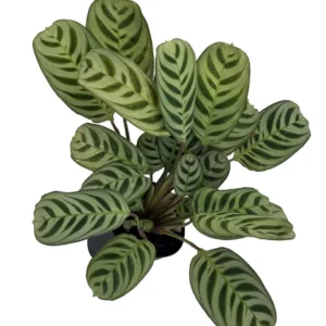 Prayer Plant Burle Marxii - 4 Inch Calathea - Easy Care Houseplant