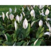 Premium Spathiphyllum Peace Lily Live Plant + FREE Plant Food, 10 to 15" Height, 1 Gallon Pot
