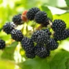 Prime Ark 45 Blackberry Plant - Bare Root Primocane Fruit Bush Starter Plant