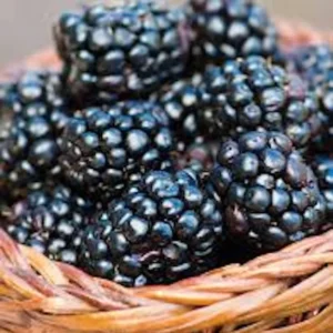 Prime Ark 45 Blackberry Plant - Bare Root Primocane Fruit Bush Starter Plant