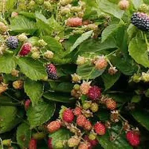 Prime Ark 45 Blackberry Plant - Bare Root Primocane Fruit Bush Starter Plant