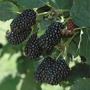 Prime Ark 45 Blackberry Plant - Bare Root Primocane Fruit Bush Starter Plant