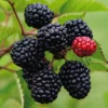 Prime Ark Freedom Blackberry Plant Thornless Rubus Starter Bare Root Fruit Bush