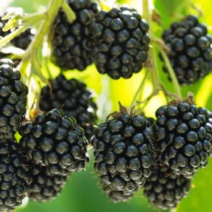 Prime Ark Freedom Blackberry Plant Thornless Rubus Starter Bare Root Fruit Bush
