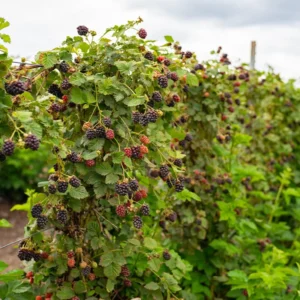 Prime Ark Freedom Blackberry Plant Thornless Rubus Starter Bare Root Fruit Bush