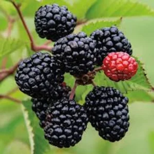 Prime Ark Freedom Blackberry Plant Thornless Starter Plant Bare Root Fruit Bush