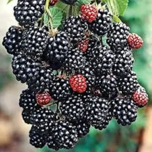 Prime Ark Freedom Blackberry Plant Thornless Starter Plant Bare Root Fruit Bush