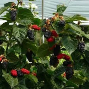 Prime Ark Freedom Blackberry Plant Thornless Starter Plant Bare Root Fruit Bush