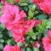Prize Red Azalea Live Plant Bush Shrub - Blooming Age - Evergreen Foliage - Medium Watering - Spring Interest