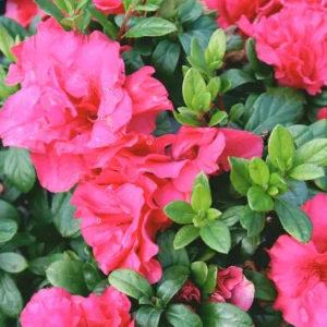 Prize Red Azalea Live Plant Bush Shrub - Blooming Age - Evergreen Foliage - Medium Watering - Spring Interest