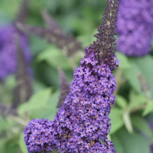 Pugster Blue Butterfly Bush - 4 inch Potted Buddleia Plant