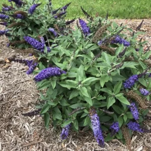 Pugster Blue Butterfly Bush - 4 inch Potted Buddleia Plant