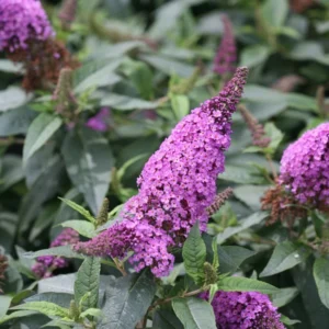 Pugster Periwinkle Butterfly Bush - 4 inch Potted Buddleia Plant for Sale