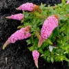 Pugster Pinker Butterfly Bush - Buddleia - 4 inch Pot - Pink Blooms
