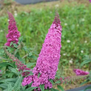 Pugster Pinker Butterfly Bush - Buddleia - 4 inch Pot - Pink Blooms