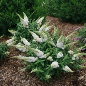 Pugster White Butterfly Bush 4-inch Pot Size Buddleia Plant