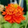 Pumpkin Orange Geum Perennial - 3" Pot - Hummingbird Attractor