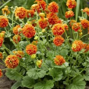 Pumpkin Orange Geum Perennial - 3" Pot - Hummingbird Attractor