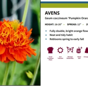 Pumpkin Orange Geum Perennial - 3