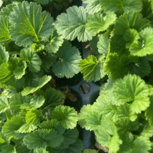 Pumpkin Orange Geum Perennial - 3