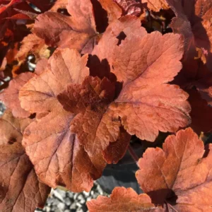 Pumpkin Spice Foamy Bells Perennial Plant - 2.5 inch Pot - Unique Foliage Color