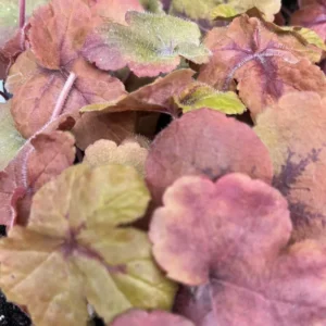 Pumpkin Spice Foamy Bells Perennial Plant - 2.5 inch Pot - Unique Foliage Color