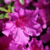 Purple Azalea Live Plant - Blooming Shrub - 1 Gallon Pot - Assorted Colors - Evergreen Foliage